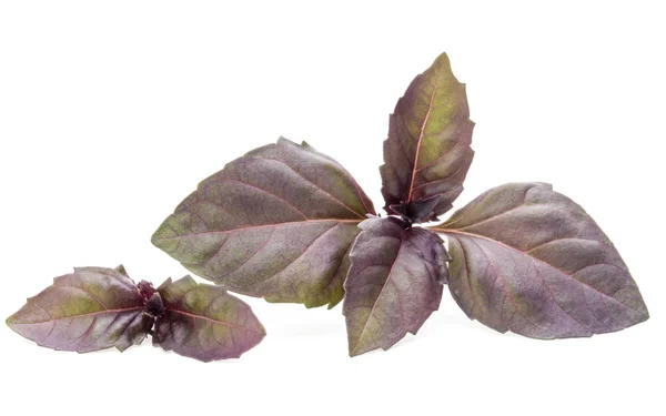 Folhas de manjericão vermelho erva — Fotografia de Stock