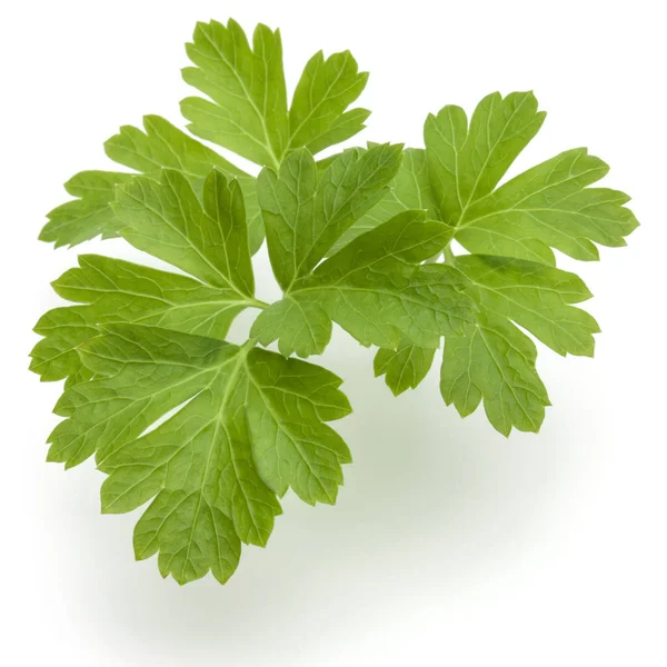 taze maydanoz bitki yaprakları