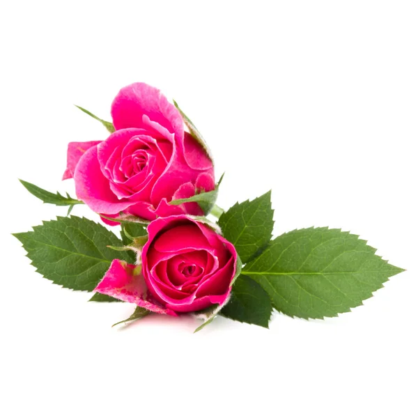 Rosas rosadas cabezas de flores — Foto de Stock