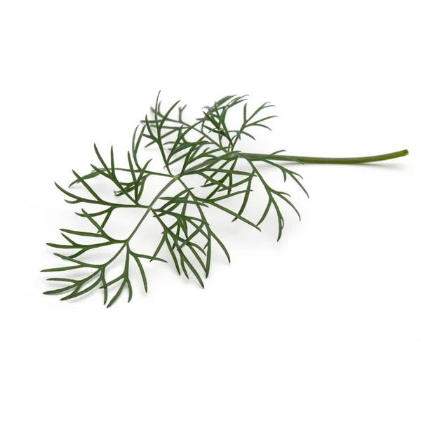 신선한 녹색 딜 허브 잎 — 스톡 사진