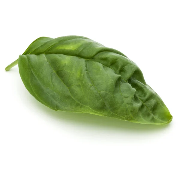 Groene basilicum kruid blad — Stockfoto