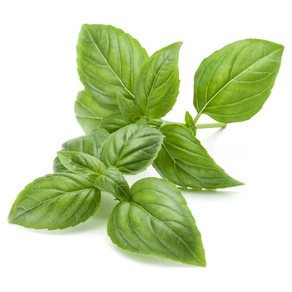Daun herbal kemangi hijau — Stok Foto