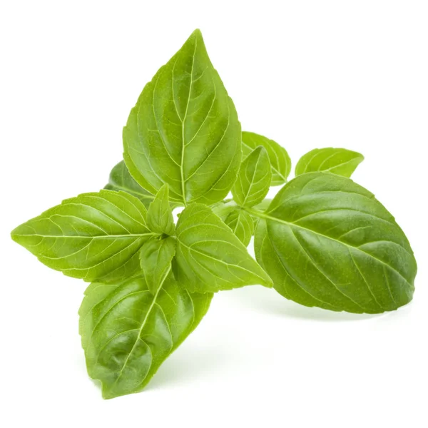 Green basil herb leaves — Stock Photo, Image