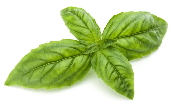 Basil herb leaves — Stock Photo, Image