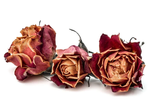 Tørkede roseblomster hoder – stockfoto