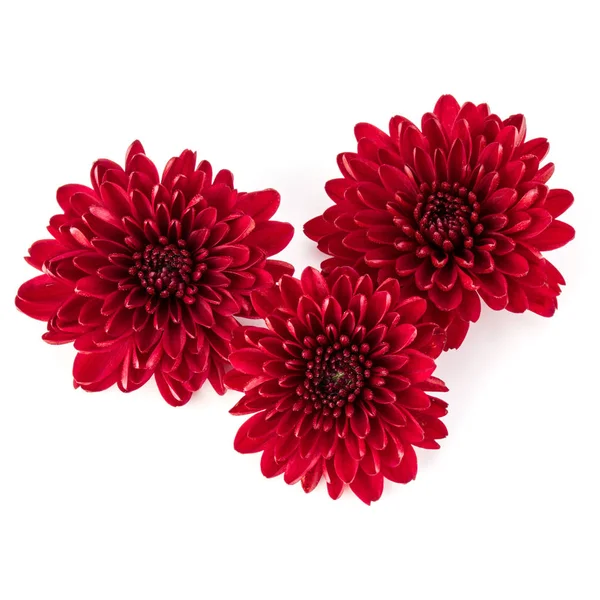 Flores de crisântemo vermelho — Fotografia de Stock