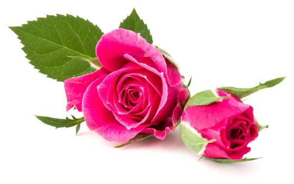 Rosas rosadas cabezas de flores — Foto de Stock