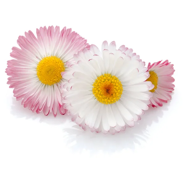 Beautiful daisy flowers Stock Image
