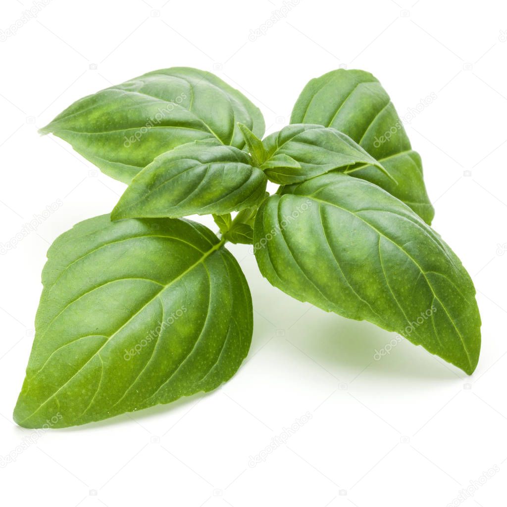 green basil herb leaves 