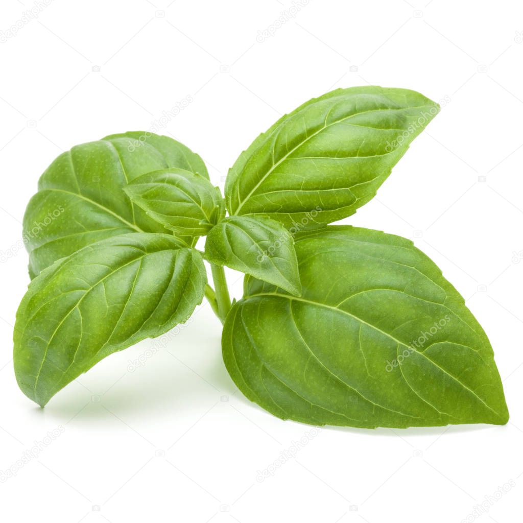 green basil herb leaves