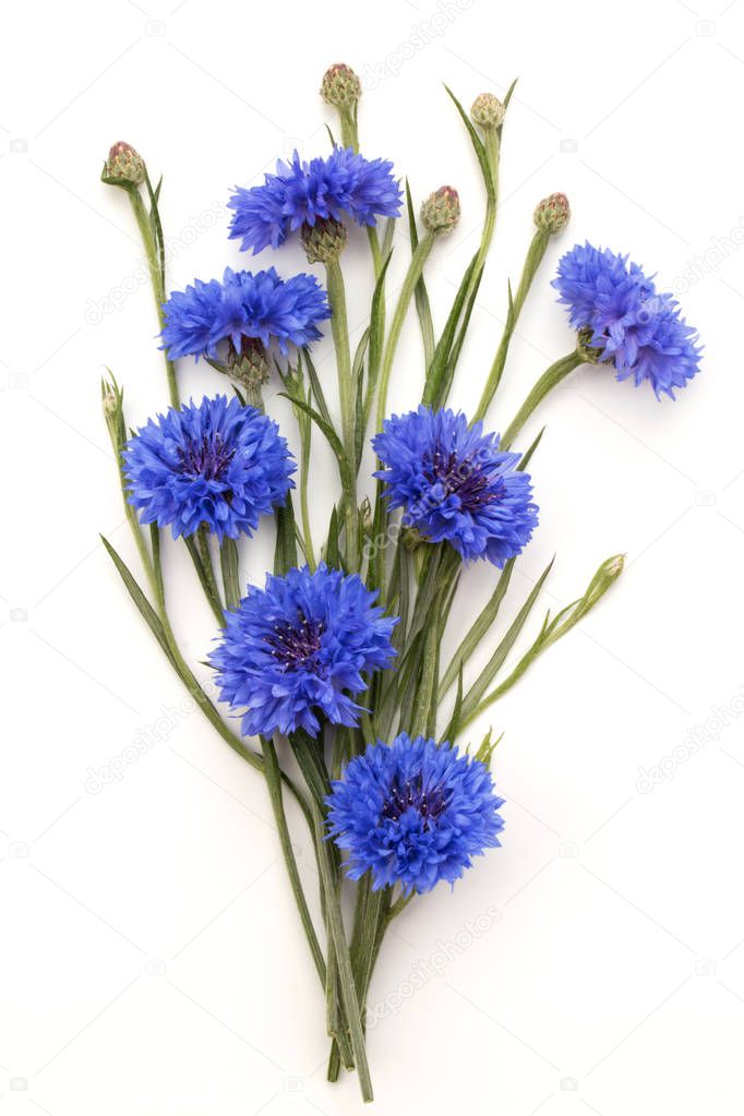 Blue Cornflower Herbs