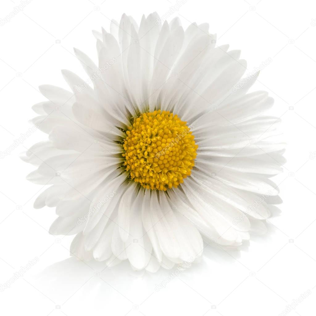 Beautiful single daisy flower