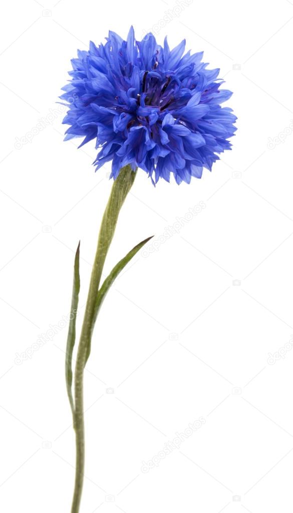 Blue Cornflower head 