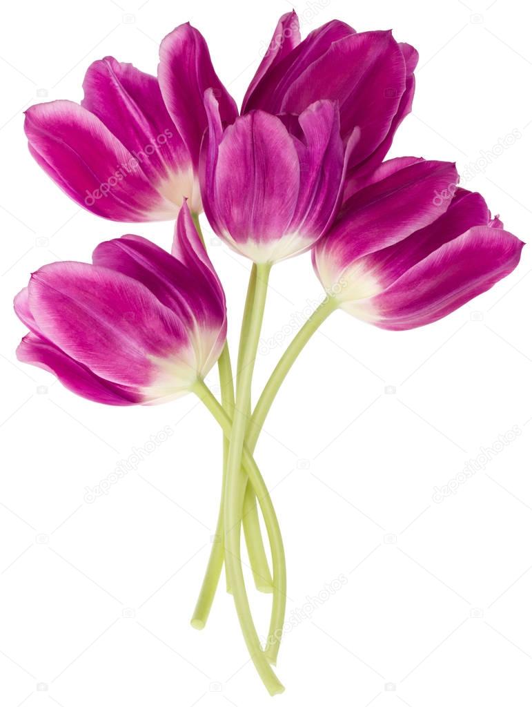 lilac tulip flowers bouquet