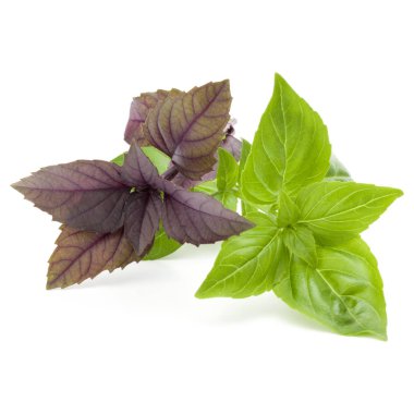 yeşil ve kırmızı taze fesleğen bitki 