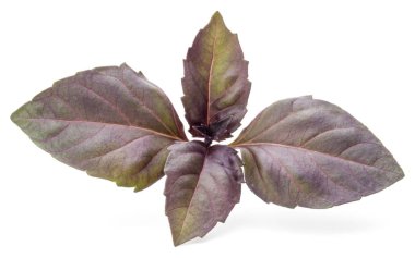 kırmızı taze fesleğen yaprağı 