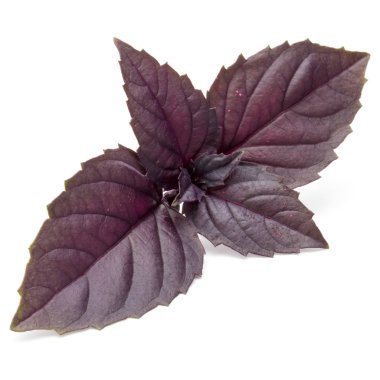 kırmızı taze fesleğen yaprağı 