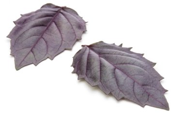 kırmızı taze fesleğen yaprağı 