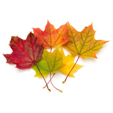 Renkli sonbahar akçaağaç yaprakları 