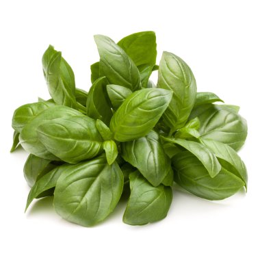 Fesleğen bitki yaprakları 