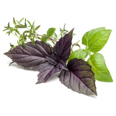 Taze bitki yaprakları