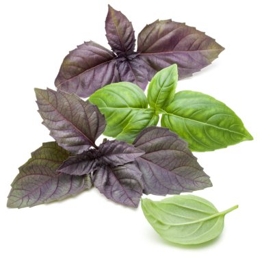 Taze yeşil ve kırmızı fesleğen 