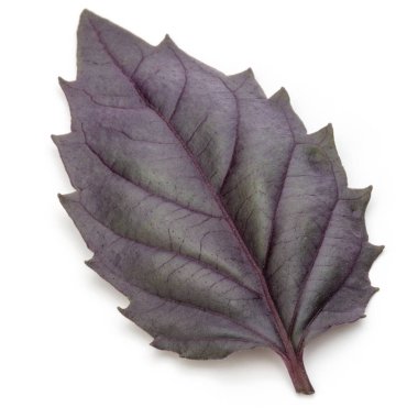 kırmızı taze fesleğen yaprağı 