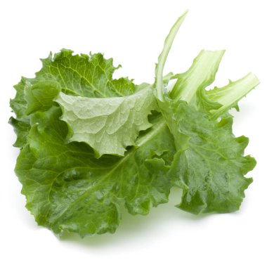  Yeşil hindiba salata yaprakları