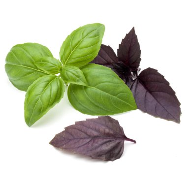  yeşil ve kırmızı taze fesleğen bitki yaprakları 