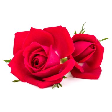 Kırmızı gül çiçekleri