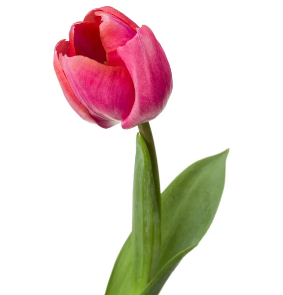 Een roze tulp bloem — Stockfoto