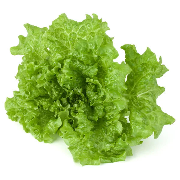 Listy salátu hlávkový salát — Stock fotografie