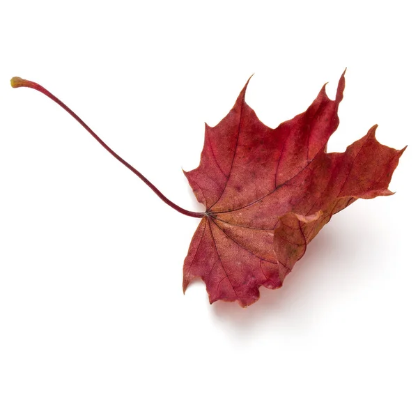 Renkli sonbahar akçaağaç yaprağı — Stok fotoğraf