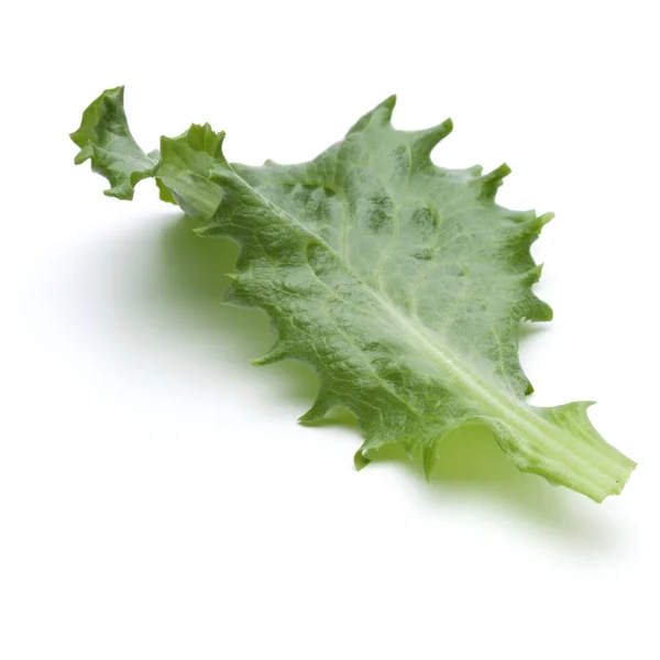 Endive sallad blad — Stockfoto