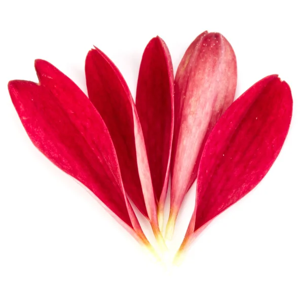 Röda krysantemum blomma kronblad — Stockfoto