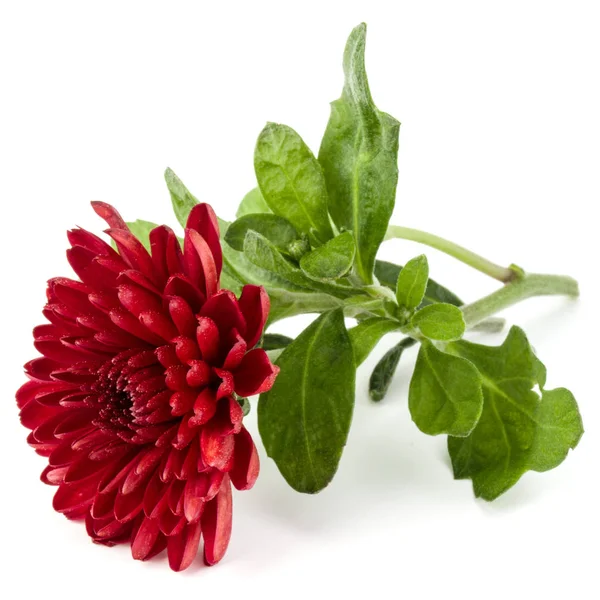 Rote Chrysanthemenblüte — Stockfoto