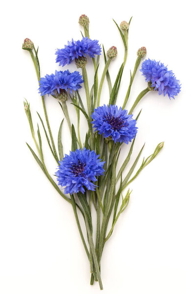 Голубая трава кукурузы
 