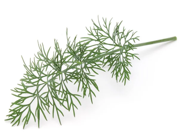Fresh green dill herb — Stock Photo, Image