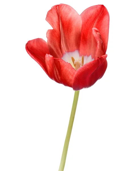 빨간 튤립 꽃 머리 — 스톡 사진