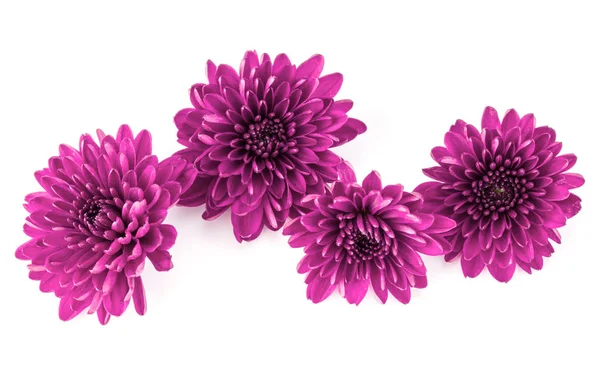 라일락 국화 꽃 — 스톡 사진