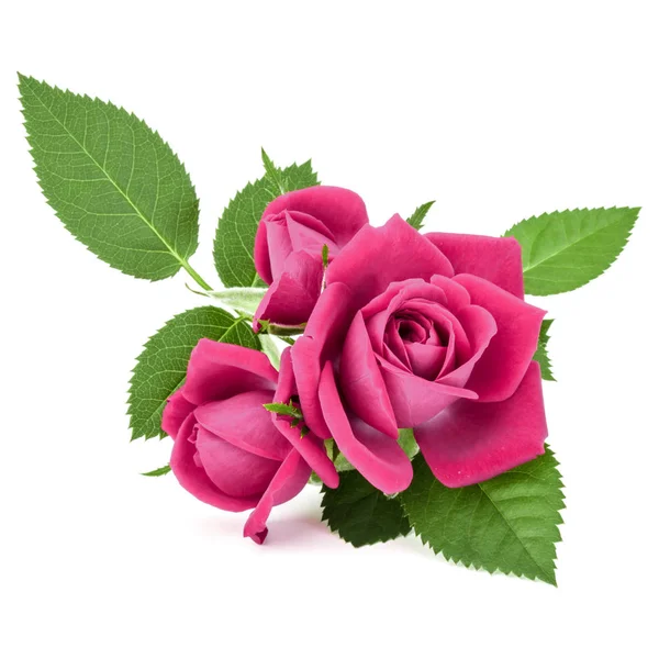 Roze roze bloemen — Stockfoto