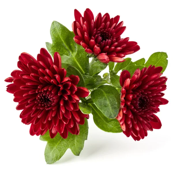 Rode chrysant bloemen — Stockfoto