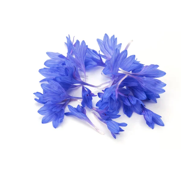 Blue Cornflower Herb — Stock Photo, Image