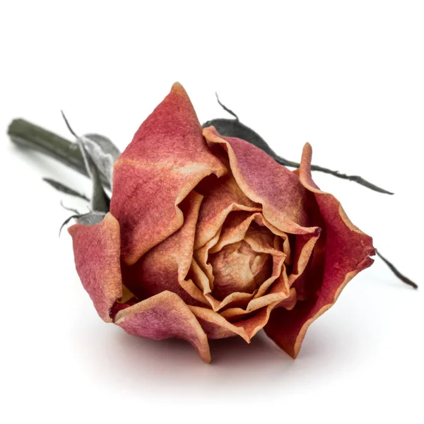 Testa di fiore di rosa essiccata — Foto Stock