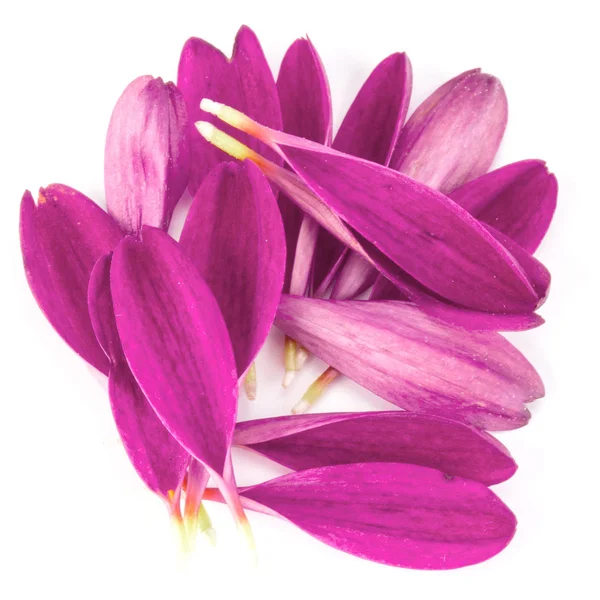Lila krysantemum blomma kronblad — Stockfoto