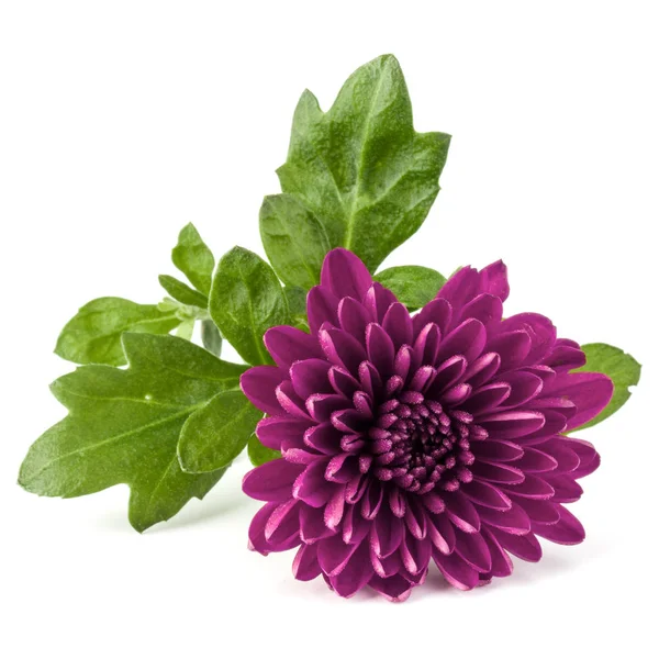 Lila krysantemum blomma — Stockfoto