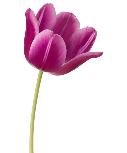 Flor de tulipán lila — Foto de Stock