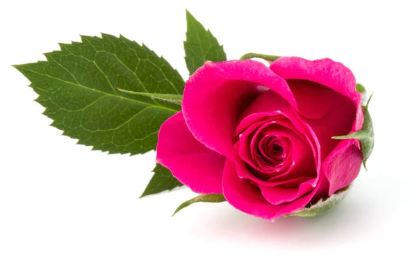 Rosa fiore di rosa — Foto Stock