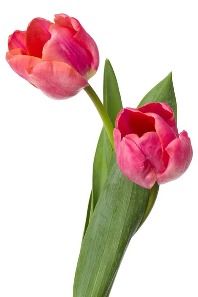 Due fiori di tulipano rosa — Foto Stock
