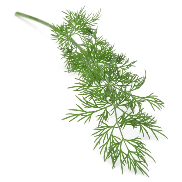Świeży koperek zielony zioło — Zdjęcie stockowe
